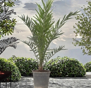 Palma <span class=keywords><strong>da</strong></span> Giardino in Vaso - Phoenix Canariensis - Resistente - Palma della Giara delle Isole Canarie - Per <span class=keywords><strong>Esterni</strong></span> - Altezza 80-100cm - Vaso 19cm - Product Image 1