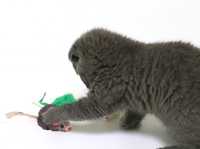 Jouets pour chat en fourrure de lapin, souris amusantes pour chatons, jeu d'entraînement à gratter, souris en peluche pour chat