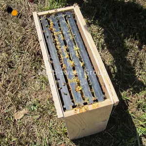 Queen-Herramientas de cría de abejas, caja de colmena nuc de madera, 5 marcos, caja nuc