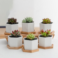 Vente en gros de pots de plantes succulentes minimalistes en céramique hexagonale blanche personnalisés