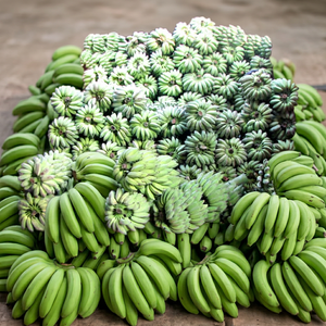 กล้วยสดออร์แกนิค คาวเวนดิช เกรด AA จากเวียดนาม พันธุ์นิกกี้ - Product Image 1