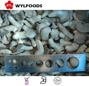 Nuovo raccolto fungo congelato per <span class=keywords><strong>Iqf</strong></span> Crumble di funghi ostrica