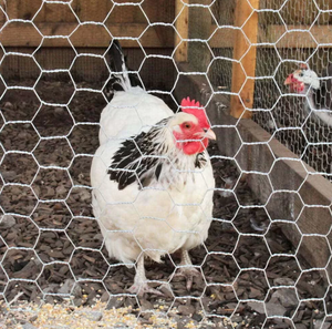 Rete Metallica Esagonale Rivestita in PVC Calibro 12 per Gabbie di Conigli e Recinzioni, Prezzo di Fabbrica all'Ingrosso - Product Image 6