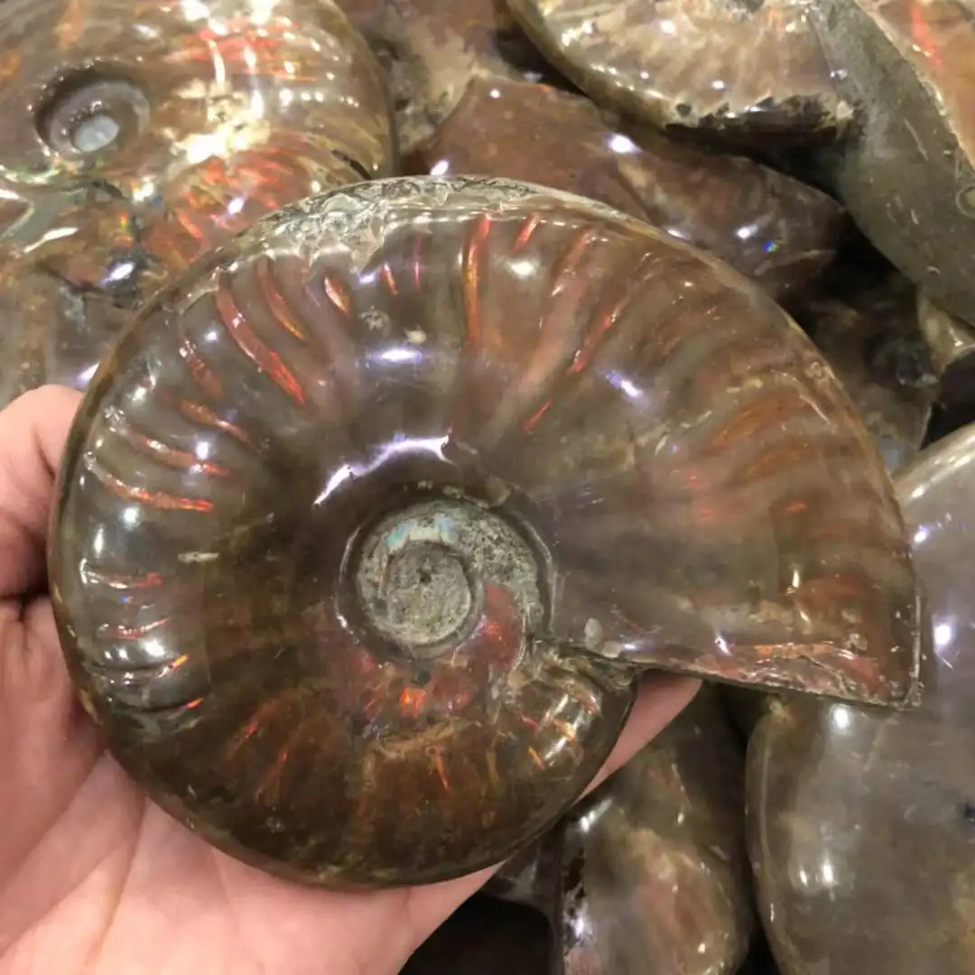 Espécie de ammonite de arco-íris, atacado natural para decoração