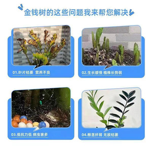 Solution nutritive spéciale Eight Old Men Money Tree 300ml, nourriture liquide pour plantes d'intérieur - Product Image 4