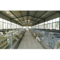 Structure métallique préfabriquée prête à l'emploi pour porcherie, conception de bâtiment d'élevage de porcs à ossature portique ouverte
