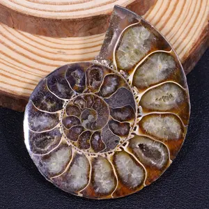 healing stone ammonite crystal fossil parrot snail conch horn