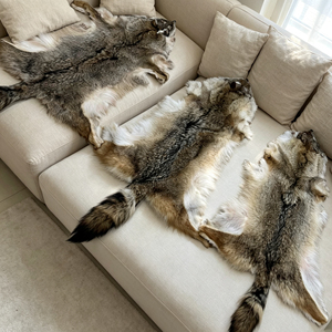 Pieles de Coyote Naturales de Alta Calidad al por Mayor, Pieles de Coyote Genuinas de Lujo para Decoración del Hogar - Product Image 6