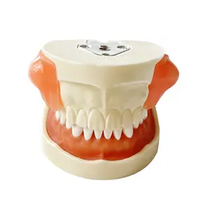 शिक्षण संसाधनों की maxillary और mandibular दांत शिक्षण मॉडल