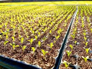 Double Rack Growing Grow Table <strong>Racking</strong> Growing Racks Growing Racks for <strong>Greenhouse</strong> - Product Image 3