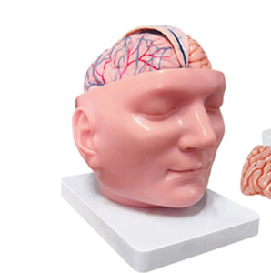 Modelo Anatómico Regional de Cabeza ADA-A639II con Dura Materia y Cerebro para Enseñanza Médica, Shanghái - Product Image 2