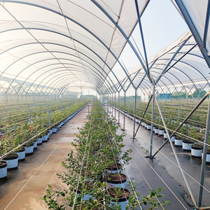 Túnel Multiusos para Cultivo de Arándanos con Protección UV, Apto para Arándanos, Frambuesas y <span class=keywords><strong>Hierbas</strong></span> Frescas - Product Image 2