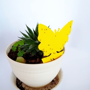 Bẫy keo dính màu vàng với hình dạng bướm - Product Image 3