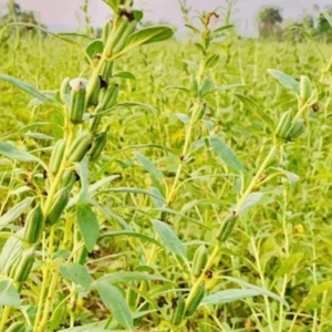 น้ำมันเมล็ดงาออร์แกนิคสำหรับบำรุงผิวจากอินเดีย - Product Image 1