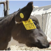 RFID soluzione di gestione degli animali con Antenna lettore portatile e tag libero prodotto di controllo di accesso SDK