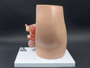 चिकित्सा विज्ञान मानव pvc शिक्षण शारीरिक पुरुष जननांग अंग प्रजनन श्रोणि मॉडल - Product Image 5