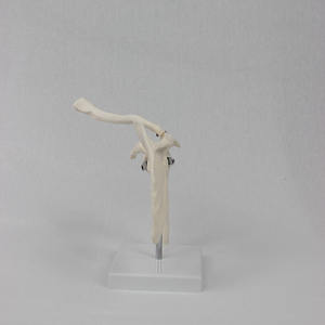 Modèle d'enseignement médical DARHMMY en PVC, modèle de squelette d'épaule humaine pour la formation des étudiants - Product Image 2