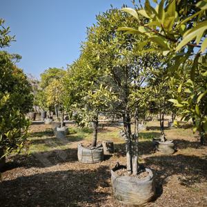 Hokbg ถุงปลูกต้นไม้สำหรับเรือนเพาะชำขนาดใหญ่ส่งตรงจากโรงงานสำหรับสวนมังคุด - Product Image 4