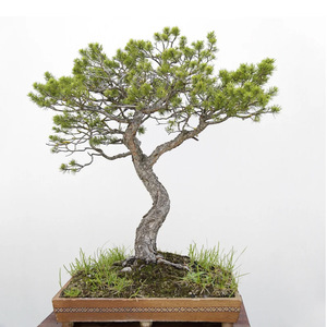 Ensemble de plantation de bonsaï Kit de plantation d'intérieur bricolage pour enfants adulte <span class=keywords><strong>Pot</strong></span> biodégradable plantation avec petit balai - Product Image 5