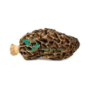 Grifola Frondosa tozu <span class=keywords><strong>Maitake</strong></span> mantar tozu doğal organik sınıf mantar tozu % <span class=keywords><strong>100</strong></span>% saflık - Product Image 4