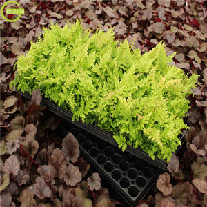 <span class=keywords><strong>Plaque</strong></span> de <span class=keywords><strong>germination</strong></span> de semis de haute qualité à utiliser - Product Image 5