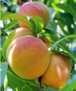 Frutta Secca, Polpa di Pesca Bianca Zuccherata a Cubetti per Alimenti - Product Image 5