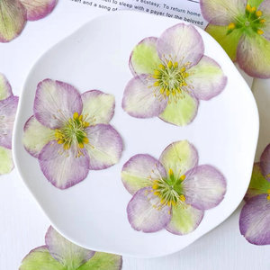 Carte de fleur pressée hellébore tibétain faisant des fournitures bijoux en résine cadre de plante naturelle - Product Image 1