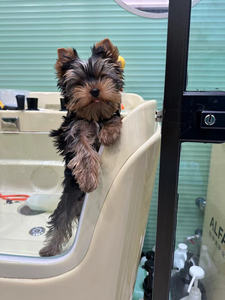 Baignoire <span class=keywords><strong>Spa</strong></span> pour Animaux de Compagnie en Acrylique EUR PET 90*68*100cm |   Baignoire de lavage pour animaux de compagnie réglable avec désinfection à l'ozone et fonction de surf - Product Image 5