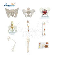 Science médicale squelette humain colonne vertébrale modèle anatomique Mini vertèbres lombaires avec sacrum et coccyx et hernie discale Mo