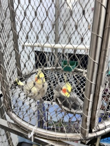 Roestbestendig 7X19 Roestvrij Staal Draad Touw Dierentuin Hekwerk Gaas 304 Roestvrij Staal Flexibele Kabel Gaas Voor Vogel Volière - Product Image 5