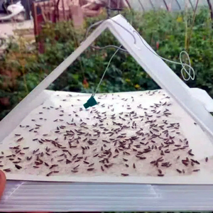 Durable Delta Shape Insect Trap Sticky Board for <b>Pest</b> <b>Control</b> in Garden & Agriculture - Product Image 5