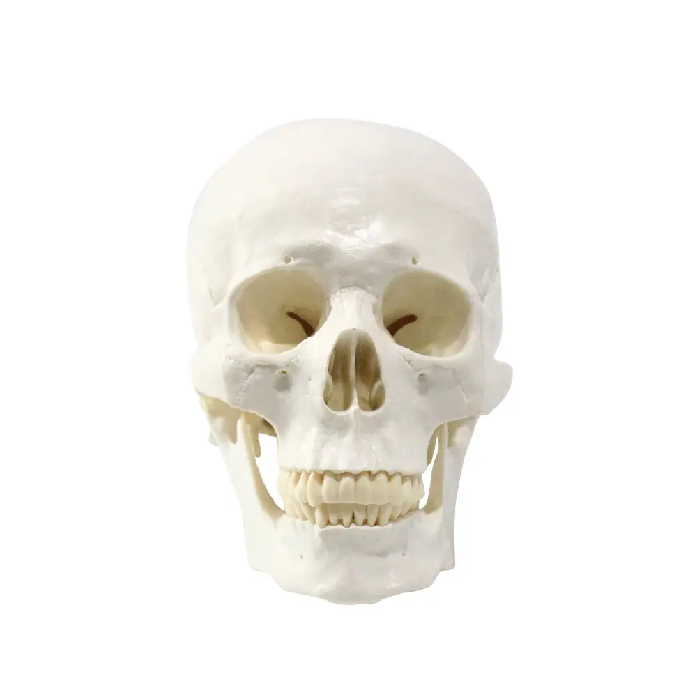 FRT019 Anatomical Adult 3 Parts Skull Model Teaching Resources Human Skull Model With 3 Teeth Removable Skull Model