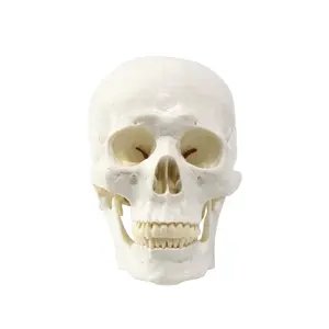 FRT019 해부학 성인 3 부분 두개골 모델 교육 자원 3 개의 치아를 가진 인간 두개골 모델 이동식 두개골 모델