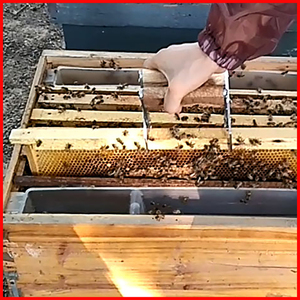 Super Hive <span class=keywords><strong>Imker</strong></span> Werkzeug: Rahmenhalter zum einfachen Entfernen, Inspektion und Ernte – Einhand-Honigwabenheber für die neue Farm - Product Image 6