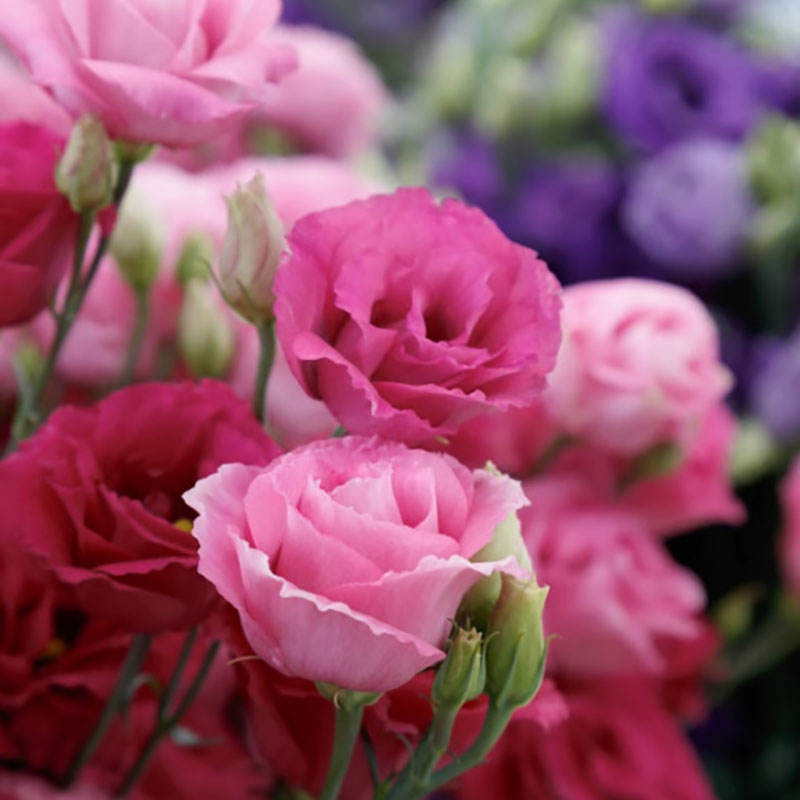 6# ลูซิต้า เรด