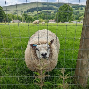 5ft 6ft 7ft 8ft Hoge Treksterkte Staaldraad Vee Herten Paardenveld Hek 12.5 Gauge Geweven Draad Vee Hekwerk - Product Image 6