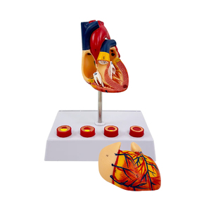 Modelo <span class=keywords><strong>de</strong></span> Corazón Humano Ampliado con Proceso <span class=keywords><strong>de</strong></span> Formación <span class=keywords><strong>de</strong></span> Coágulos <span class=keywords><strong>de</strong></span> <span class=keywords><strong>Sangre</strong></span> <span class=keywords><strong>en</strong></span> Cuatro Etapas, Modelo <span class=keywords><strong>de</strong></span> Demostración - Product Image 1