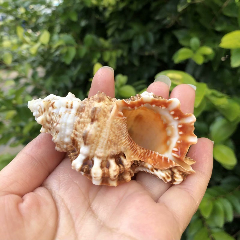 40 | Size 6-8cm | Open Size 2-3cm
