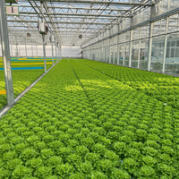 Grande serre agricole intelligente multi-chapelles à structure en acier galvanisé à chaud, ultra-résistante, pour culture hors-sol