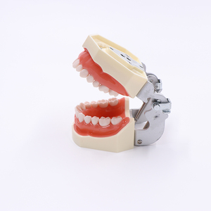 Actory Price-modelo de práctica dental, modelo de dientes desmontables - Product Image 3