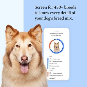 Kit de Prueba de ADN Canino para Detección de Raza, Prueba de Identificación de Raza Más Precisa, MDR1, Salud, Ascendencia, Comportamiento, Sensibilidad a Medicamentos - Product Image 3