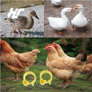 F-006 Papegaaienbeenring Nieuwe Outdoor Flight Training Accessoires Voor Vogelduif Open Voetring - Product Image 6