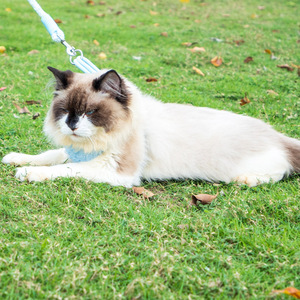 Cute Yellow Lace Pet <b>Harness</b> With Fluffy Leash And Metal Clip - Product Image 5
