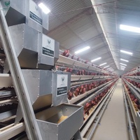 Sistema de Jaulas para Pollos de Alta Densidad Personalizado de 3/4 Niveles, Tipo A, Jaula de Batería Totalmente Automática para Granjas Avícolas