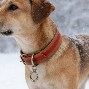 <b>Dog</b> <b>Collar</b> Adjustable Stripe Classic <b>Large</b> Breed Pet Accessory - Product Image 1
