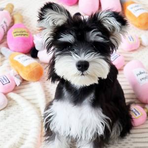 2024 yeni varış evcil hayvan için peluş oyuncaklar şampanya parfüm şişesi gıcırtılı köpek çiğnemek oyuncak - Product Image 4