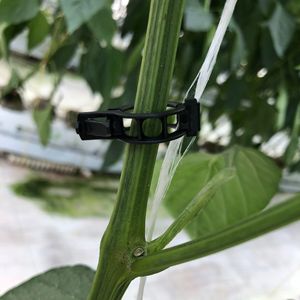 White Brown Black Color Plastic Tomato <strong>Clip</strong> Garden Supplies Plant Support Products Indoor And Outdoor Use Tomato <strong>Clip</strong> - Product Image 5