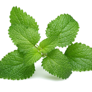 高品質のミントの葉Mentha Haplocalyx Briqパウダーペパーミント (Mentha piperita) エキス - Product Image 3