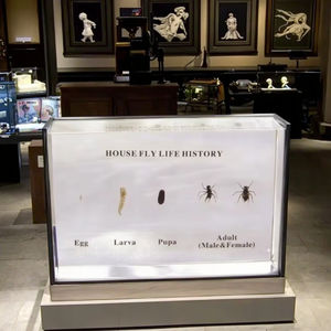 House Fly Life History Espécimen Acrílico Instrumento de enseñanza transparente para la Escuela Superior Biología y <span class=keywords><strong>ciencia</strong></span> médica - Product Image 5