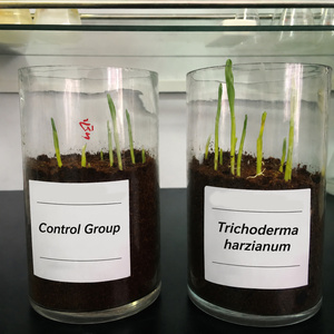 Poudre de Metarhizium Anisopliae, un biopesticide et insecticide biologique, catégorie fongicides - Product Image 3
